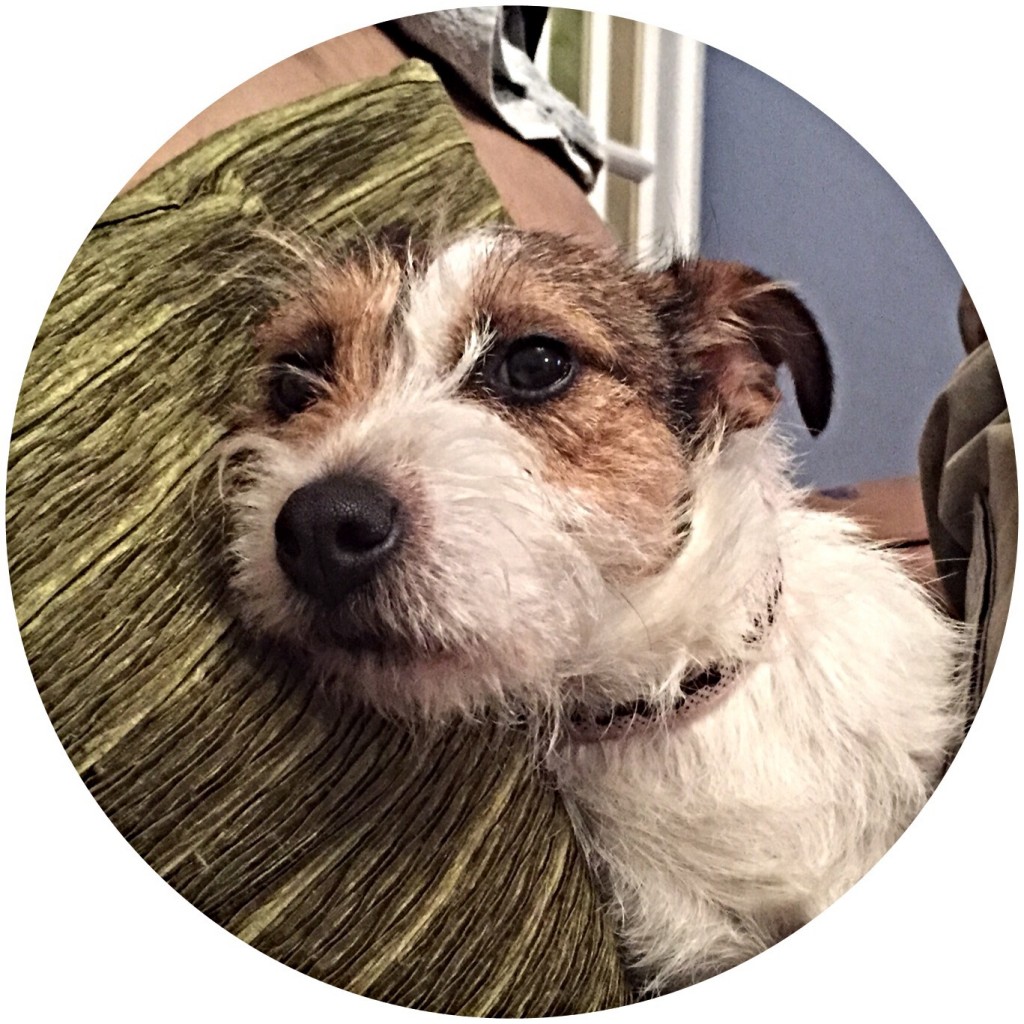 everett painting dog